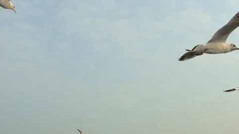 Seagull- flying Stock Footage 133411581