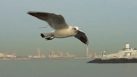 Seagull- flying Stock Footage 133412240