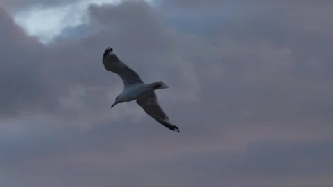 Seagull flying Video stock 160047290