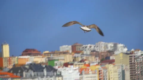 SEAGULL FLYING Video stock 160628352