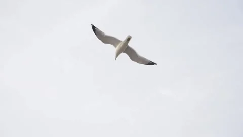 Seagull Flying Stock Footage 168375346