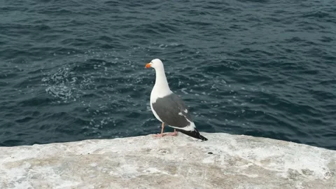 Seagull Flying Stock Footage 178749563