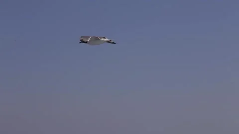 Seagull flying Stock Footage 233455783