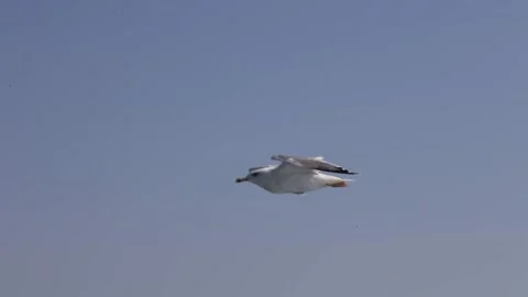 Seagull flying Stock Footage 233455814
