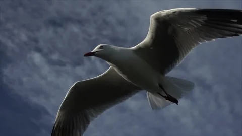 Seagull flying Stock Footage 243592424