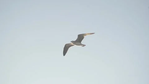 Seagull flying Video stock 312814393