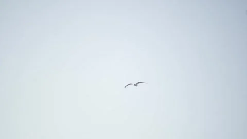 Seagull Flying Video stock 312814398