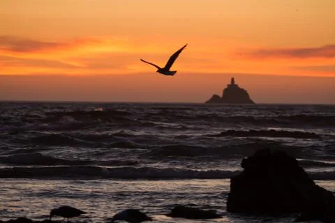 Seagull flying in front of distant lighthouse at sunset Stock Photos