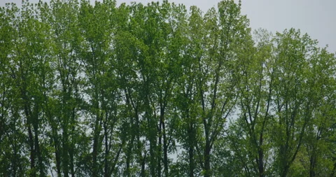Seagull flying in front of trees on cloudy sky in slow motion Видео 130991129