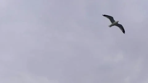 Seagull Flying Gracefully Against a Cloudy Minimalist Grey Sky in Istanbul Stock Footage 328670029
