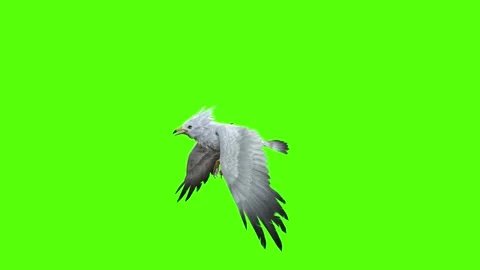 Seagull Flying Green Screen Animation a... | Stock Video | Pond5