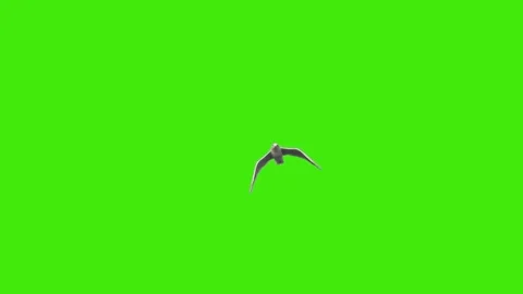 Seagull Flying on Green Screen Background Stock Footage 305135147
