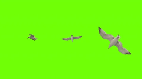 Seagull Green Screen Stock Video Footage | Royalty Free Seagull Green ...