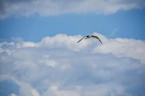 Seagull flying high up  between clouds in the sky Stock Photos