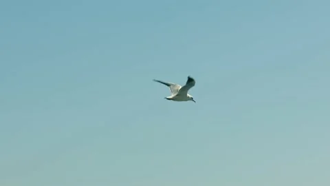 A seagull flying high in a cloudless sky 動画素材 202608984
