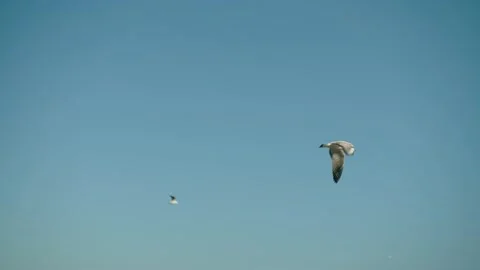 A seagull flying high in a cloudless sky Video stock 202864283