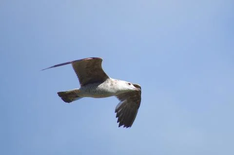 A seagull flying high Stock Photos