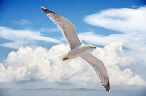 Seagull flying high Stock Photos