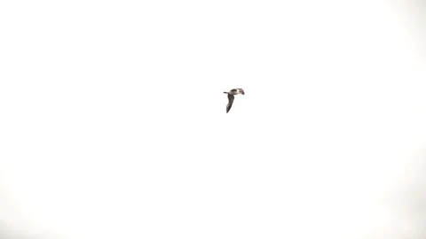 Seagull Flying High in the Sky Видео 89662197