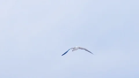 Seagull flying high in the sky Stock Footage 108895452