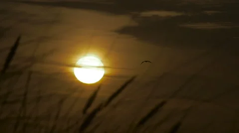 Seagull flying iside the sun 스톡 동영상 62264581