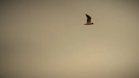 Seagull flying in the light brown sky at sunset. Slow motion Stock Footage 292868867