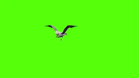 Seagull Flying Looking Around Green Screen Animation 4k Rendering Video stock 296203745
