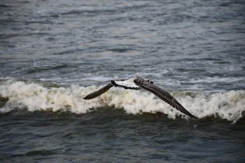 Seagull Flying Low over Breaking Waves at Sea Stock Photos