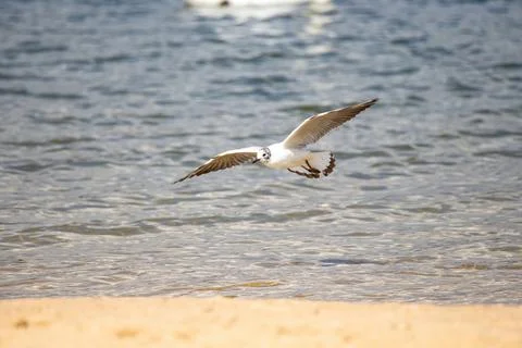 Seagull flying low over the waves and sandy beach Stock Photos
