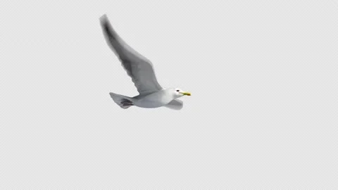 Seagull Flying LowAngle 库存影片 143893165