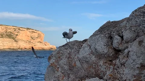 Seagull Flying in the Mediterranean 库存影片 127223196