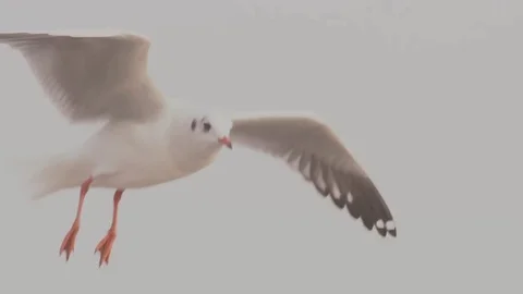 Seagull flying mid air slow motion Stock Footage