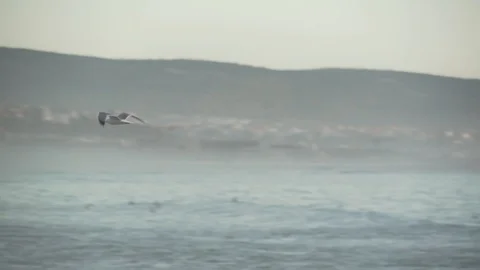 A seagull flying in Morocco. Video stock 121618141