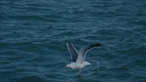 Seagull Flying Up From Ocean in Slow Motion Stock Footage