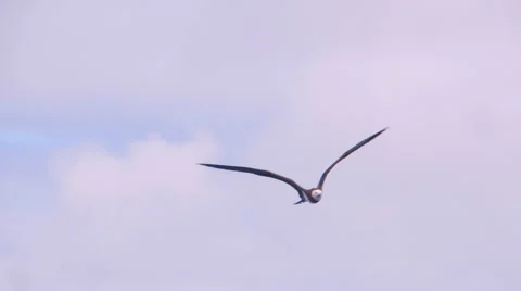 Seagull Flying Ocean Slowmotion Stock Footage 57398969