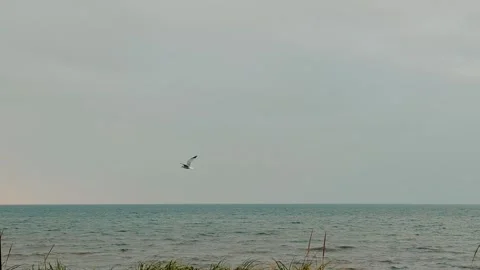 Seagull Flying Over The Atlantic Ocean On A Cloudy Day Stock-Footage 255322032