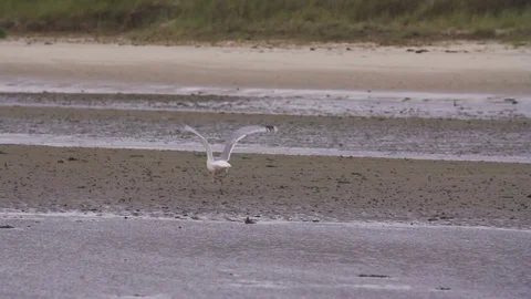 Seagull flying over the beach in slow motion Video stock 71566623