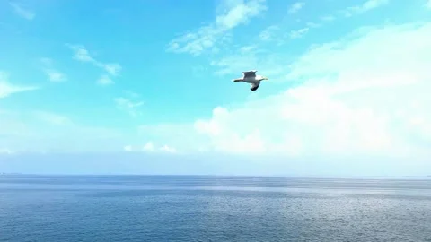 Seagull flying over blue ocean waters against bright cloudy sky scenery. Stock-Footage 341139278