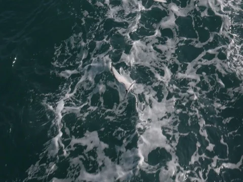 Seagull Flying Over Blue Water Of The Sea Vidéo 78640192