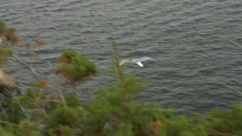 Seagull flying over Cala Macarella during a windy day, Minorca, Balearic Islands Stock Footage 303752633
