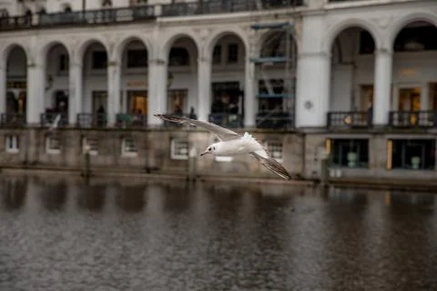 Seagull flying over a canal in Hamburg, Germany on a cloudy day Stock Photos