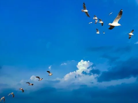 Seagull flying over clear blue sunny sky. Birds flying over clear blue sunny sky Stock Photos