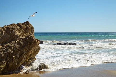 Seagull flying over the cliff Stock Photos