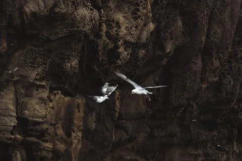 Seagull flying over the cliffs at Faroe Island Stock Photos