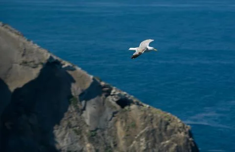 Seagull flying over cliffs Stock Photos