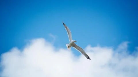 Seagull flying over the clouds Stock Photos
