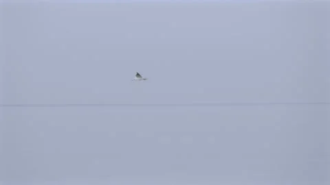 Seagull Flying Over The Coast Stock Footage 139445970