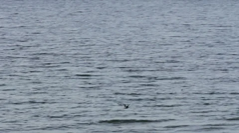Seagull Flying Over Coastline Video stock 25136589