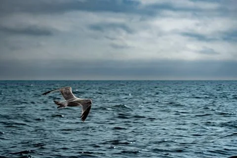 Seagull flying over dark open ocean water under dramatic cloudy sky Stock Photos