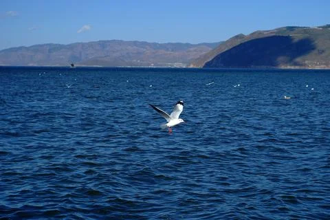 Seagull Flying Over Deep Blue Lake with Mountain Range Background Fotos Stock